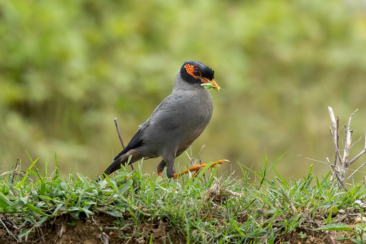 Bank Myna (Acridotheres ginginianus, Sturnidae, Passeriformes) with food in Ajodhya Hills, West Bengal, India.